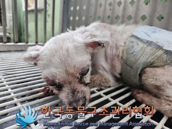 한국동물구조관리협회_411317202400354